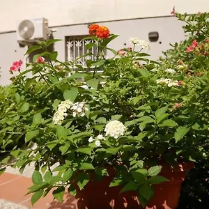 House With Garden And Parking Space In Mergellina Appartamento Napoli